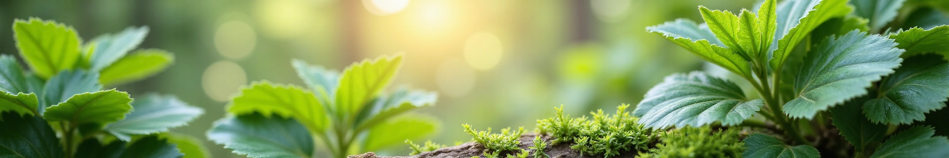 Contact banner showing serene natural elements intertwined, symbolizing connection and communication